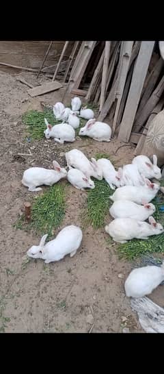 Rabbit bunnies available
