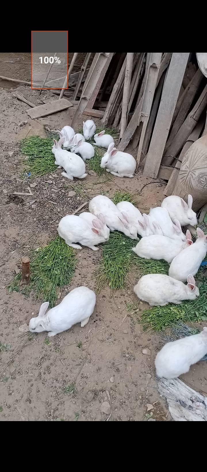 Rabbit bunnies available 1