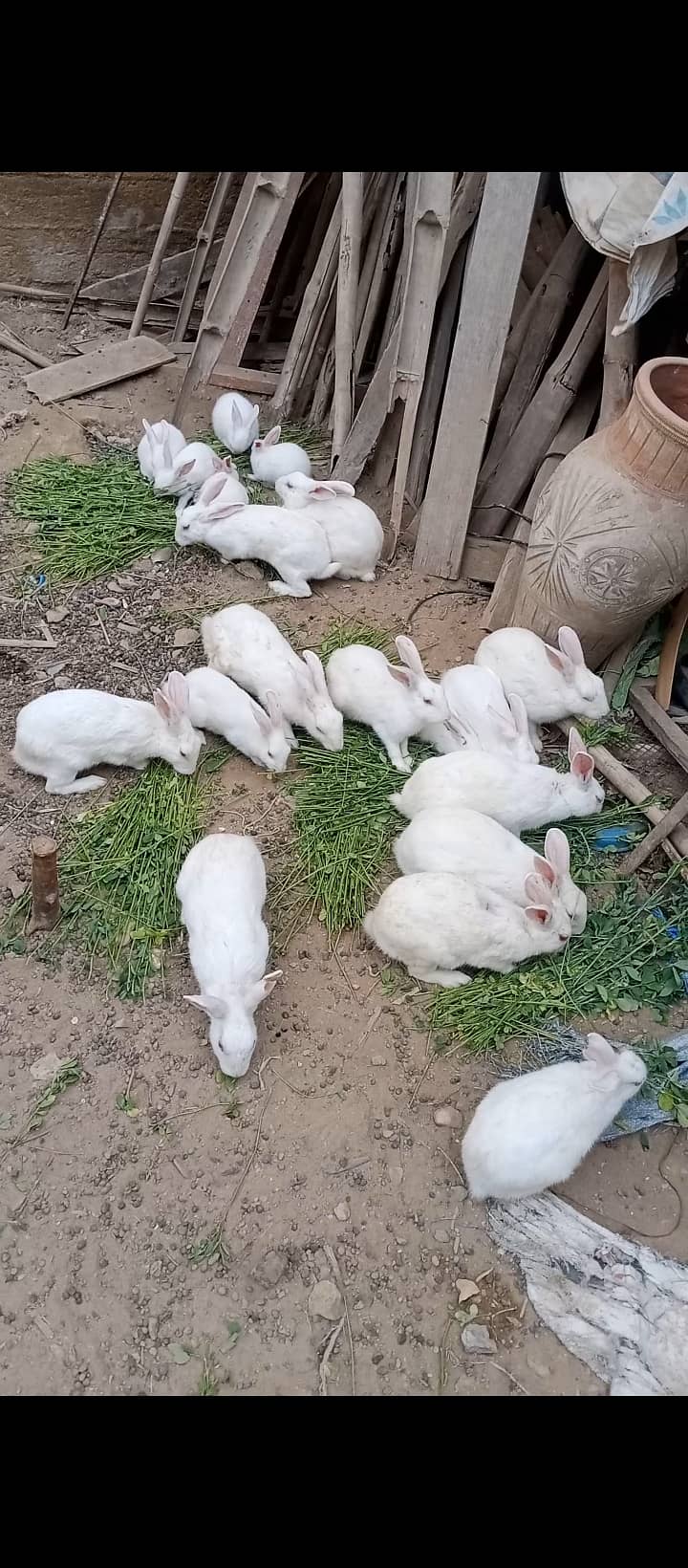 Rabbit bunnies available 2