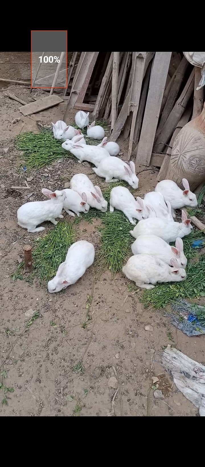 Rabbit bunnies available 3