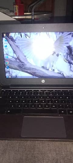 hp chrome book 0