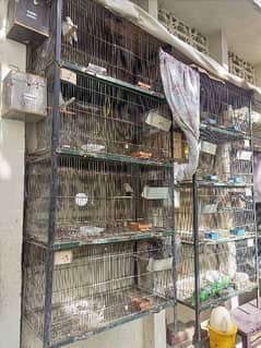 Cage for Lovebirds