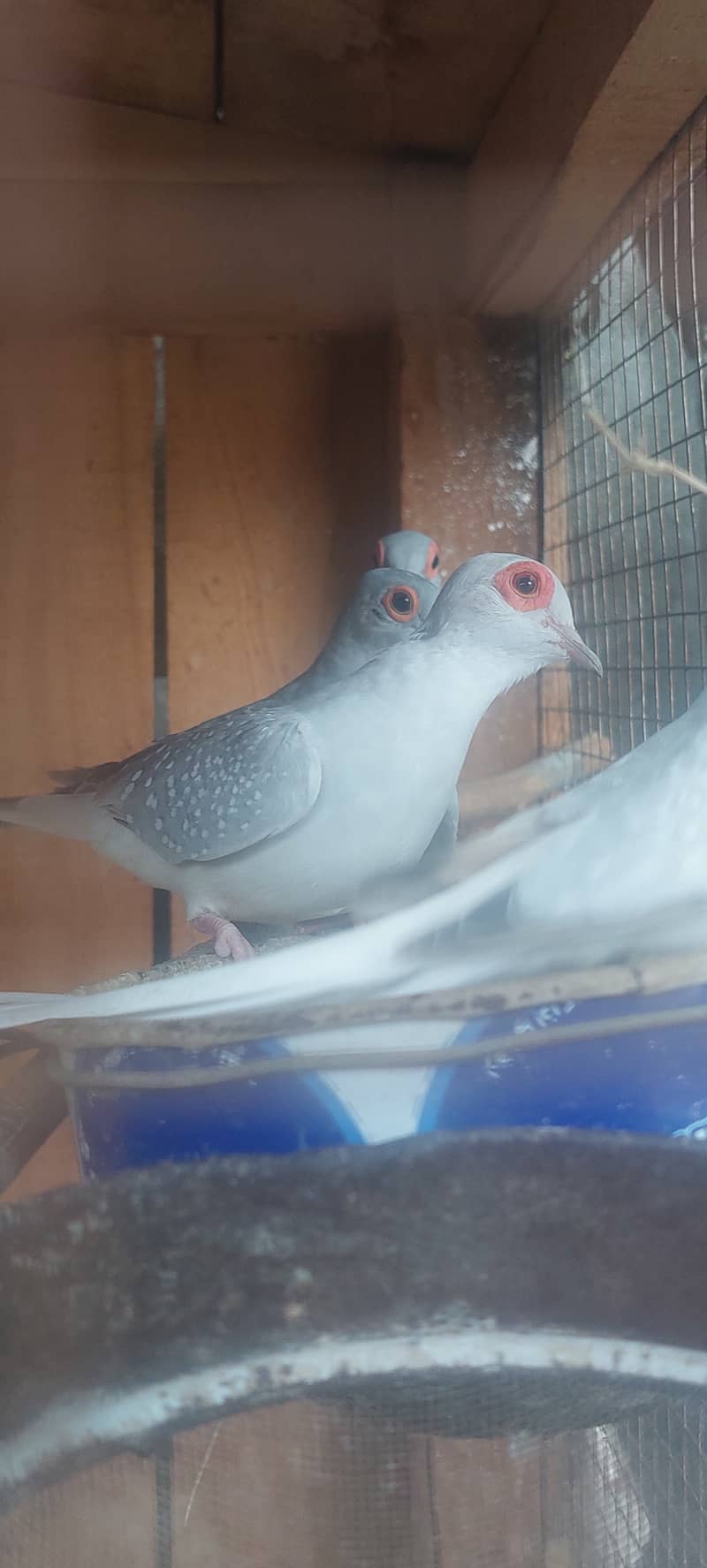China dove for sale 2