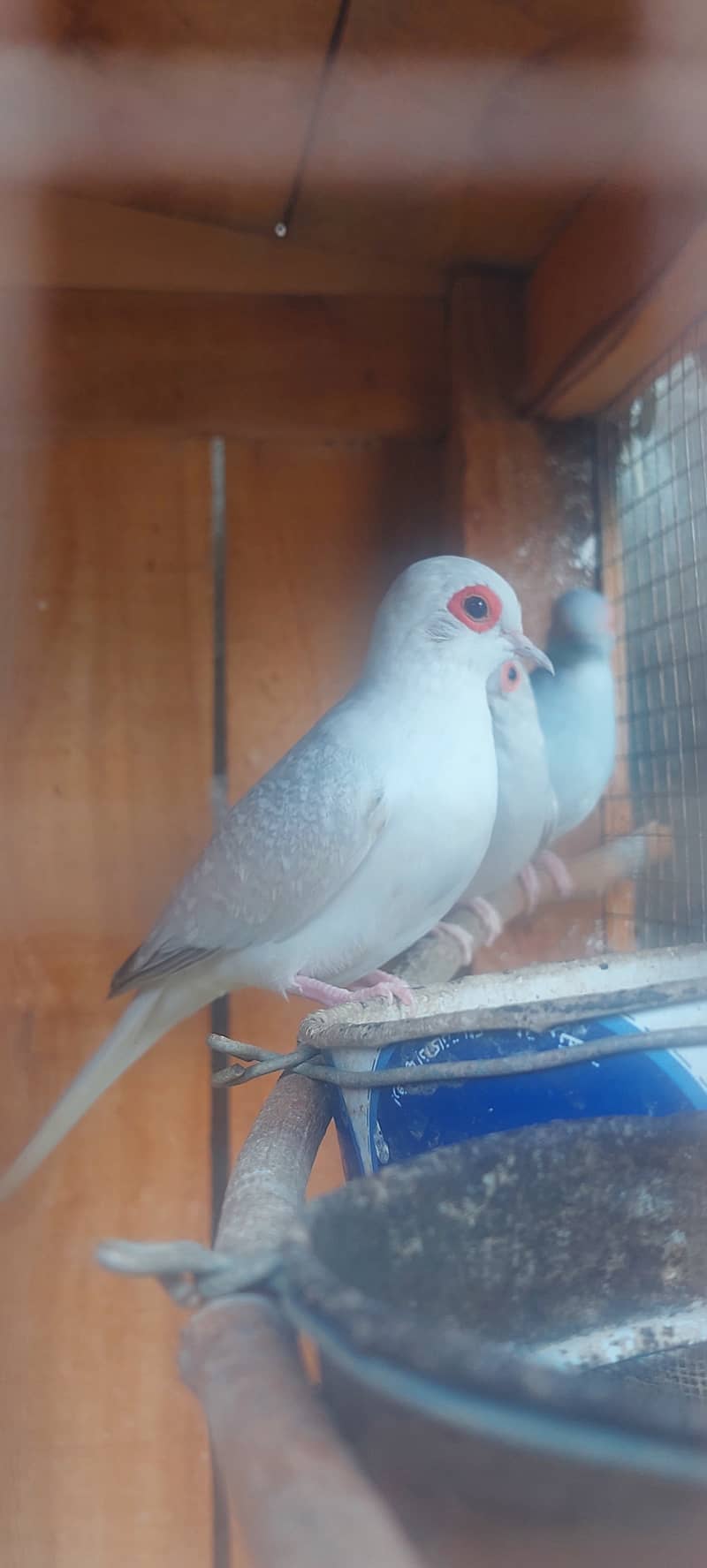 China dove for sale 3