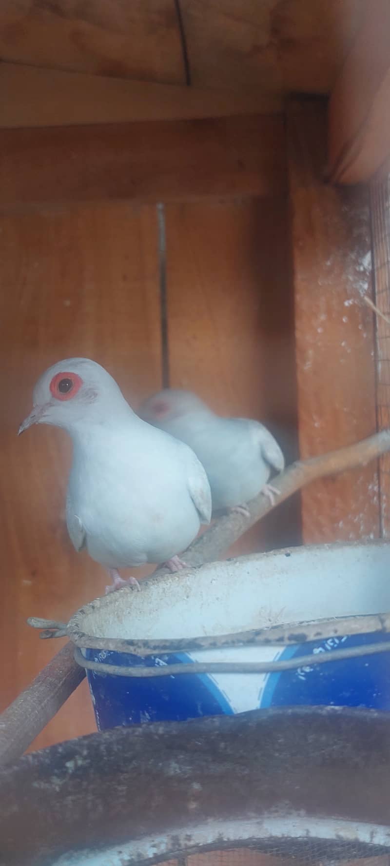 China dove for sale 4