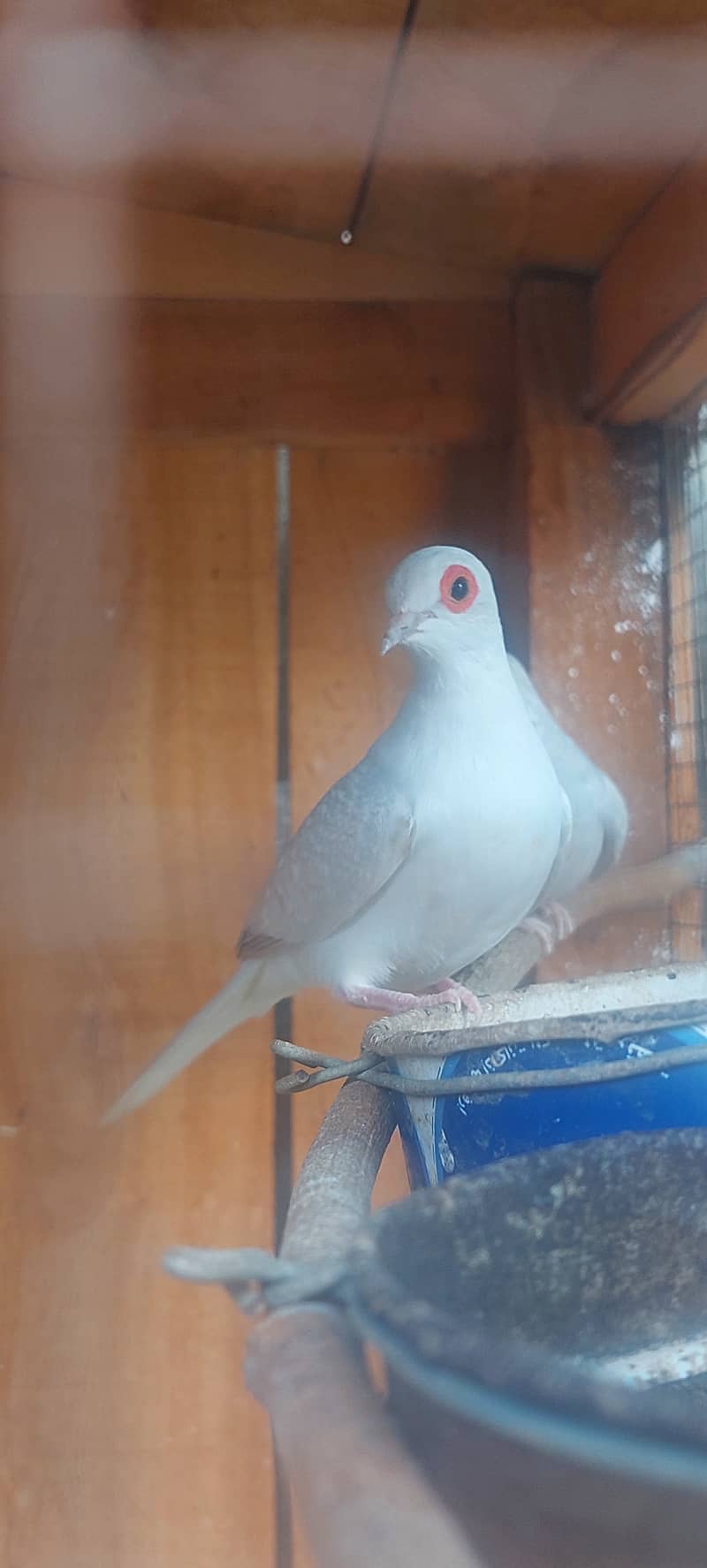 China dove for sale 5