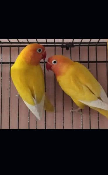 love bird pair 2