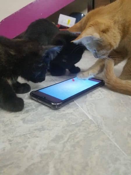 kittens for adoption 2