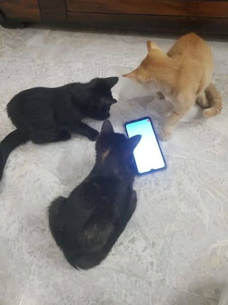 kittens for adoption 14