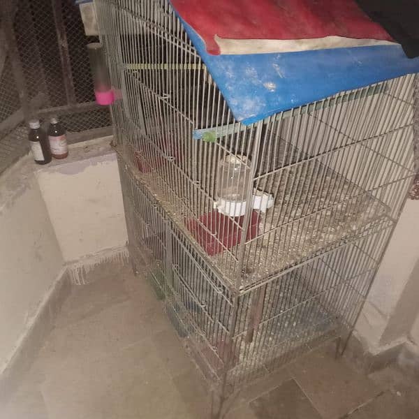 love birds 03178976365and cage 0