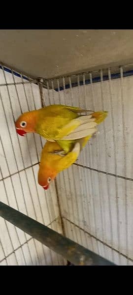 love birds 03178976365and cage 2