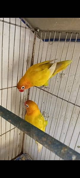 love birds 03178976365and cage 3