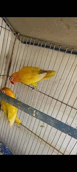 love birds 03178976365and cage 4