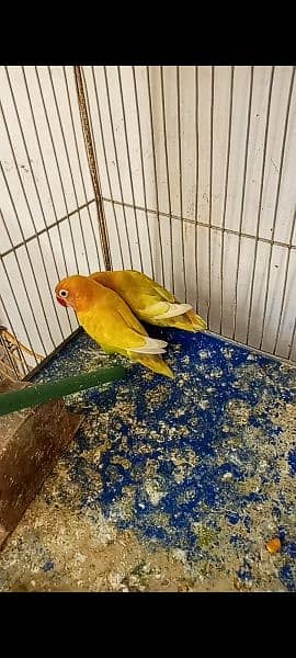 love birds 03178976365and cage 5