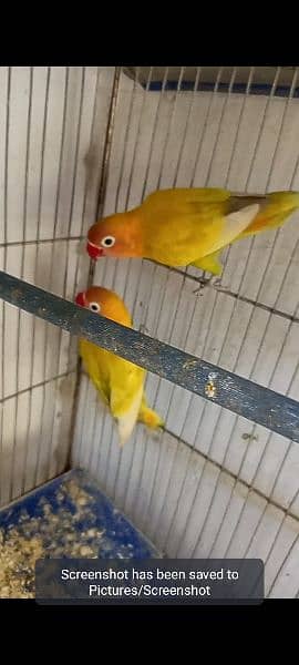love birds 03178976365and cage 6