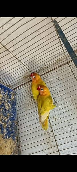 love birds 03178976365and cage 7