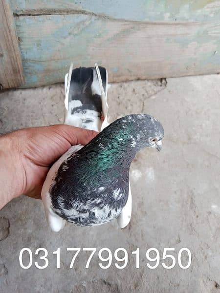pigeons urgent for sale 18