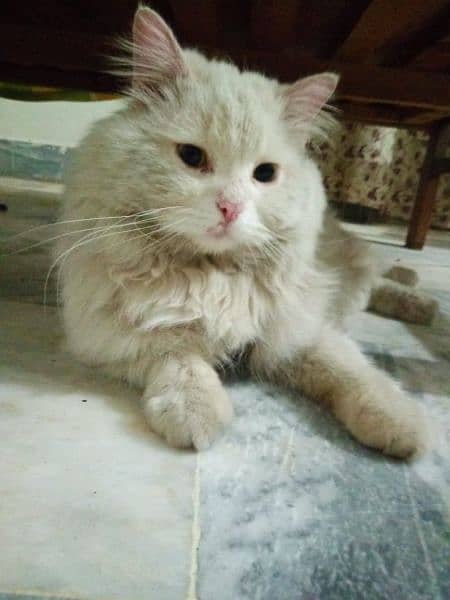 Persian Male Cat triple coated 2