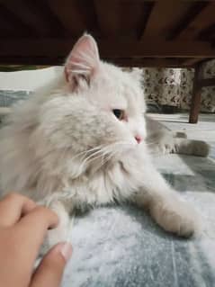 Persian male Triple Coated Price is Negotiable