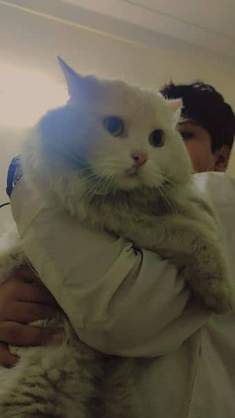 Persian Male Cat triple coated 4