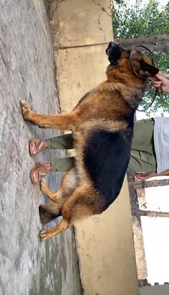 Pink Pedigree GSD adult is up for sale