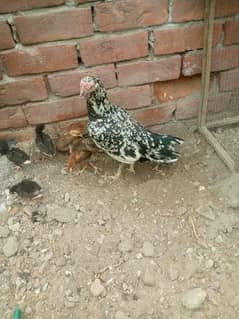 mianwali Aseel murghi or 5 chicks
