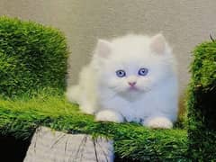Supreme quality Persian kittens free Cod available