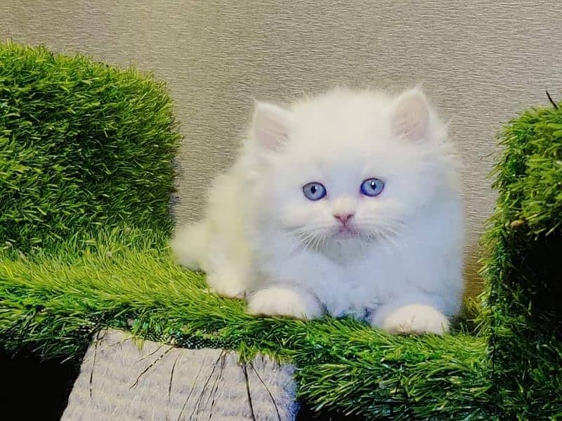 Supreme quality Persian kittens free Cod available 0