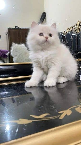 Supreme quality Persian kittens free Cod available 9