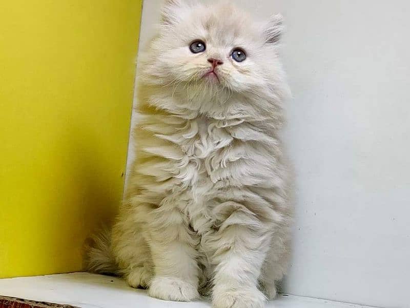 Supreme quality Persian kittens free Cod available 13