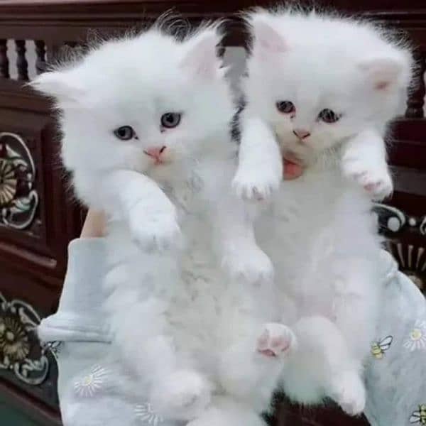 Supreme quality Persian kittens free Cod available 17