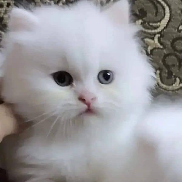 Supreme quality Persian kittens free Cod available 19