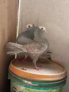 Sliver Mukhi/ mokhi/ mokhe fancy pigeon/ kabootar