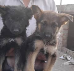 Hot deal. . . . German shephard puppies 70 days old