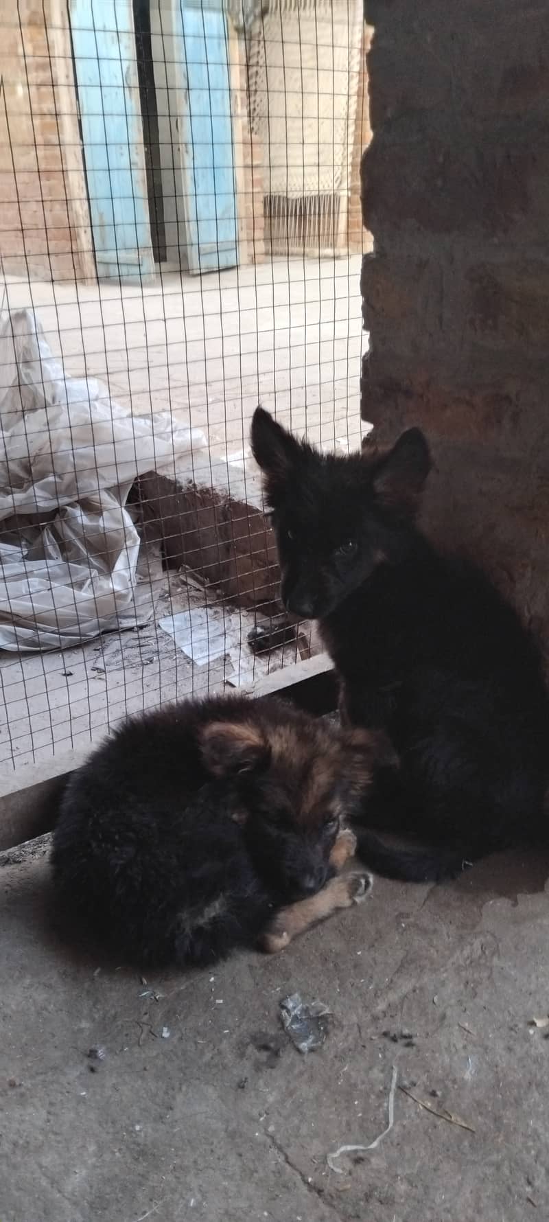Hot deal. . . . German shephard puppies 70 days old 1