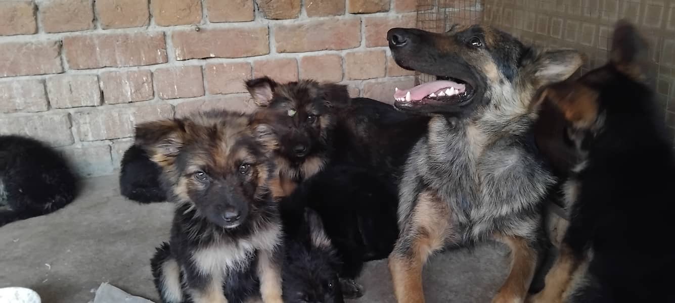 Hot deal. . . . German shephard puppies 70 days old 3