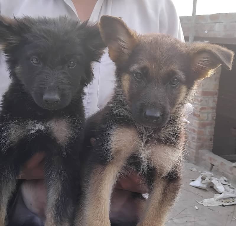 Hot deal. . . . German shephard puppies 70 days old 4