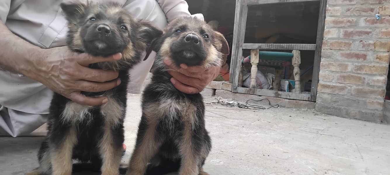 Hot deal. . . . German shephard puppies 70 days old 5