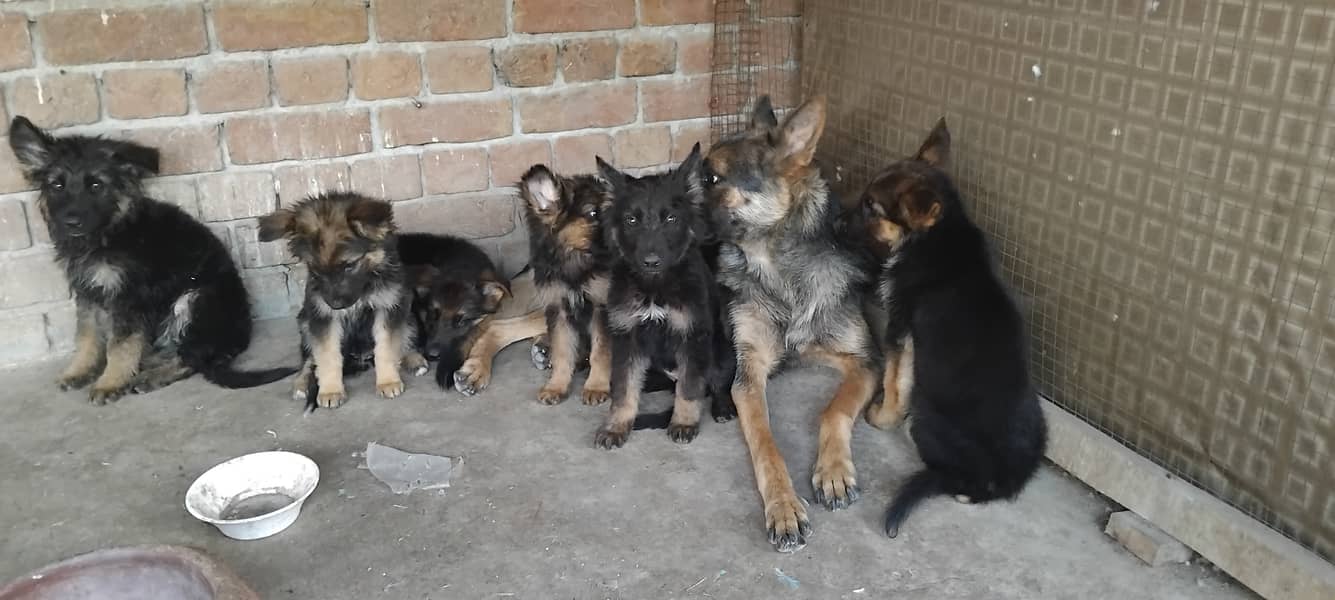 Hot deal. . . . German shephard puppies 70 days old 6