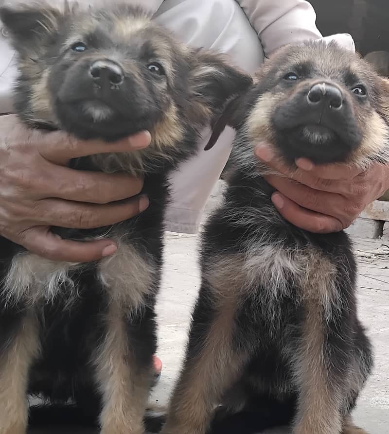 Hot deal. . . . German shephard puppies 70 days old 7