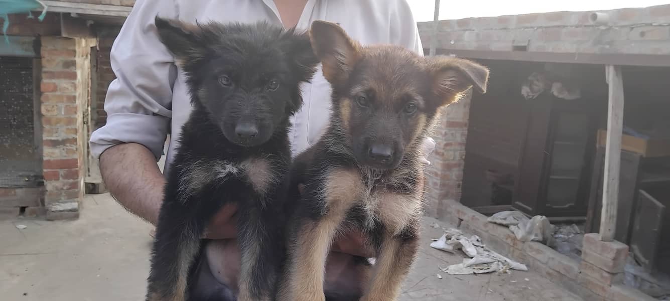 Hot deal. . . . German shephard puppies 70 days old 8