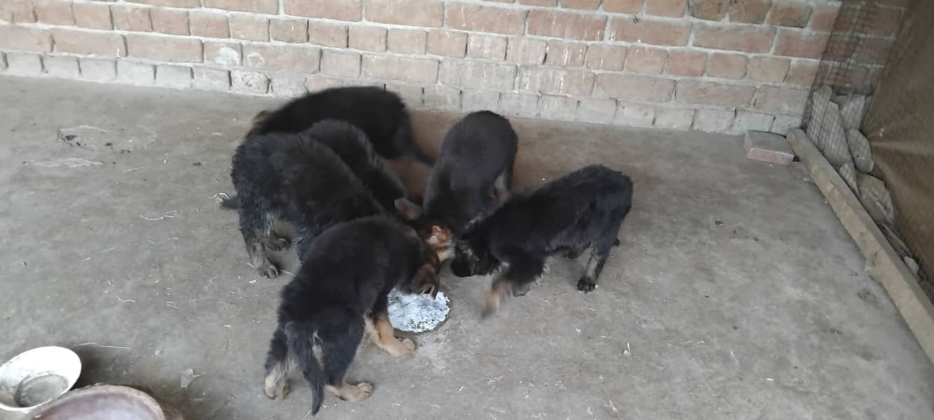 Hot deal. . . . German shephard puppies 70 days old 10
