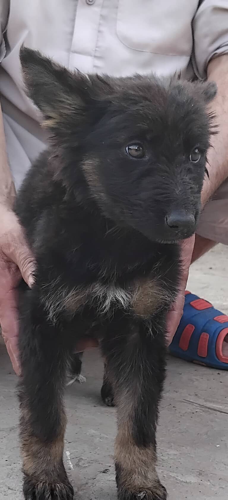 Hot deal. . . . German shephard puppies 70 days old 11