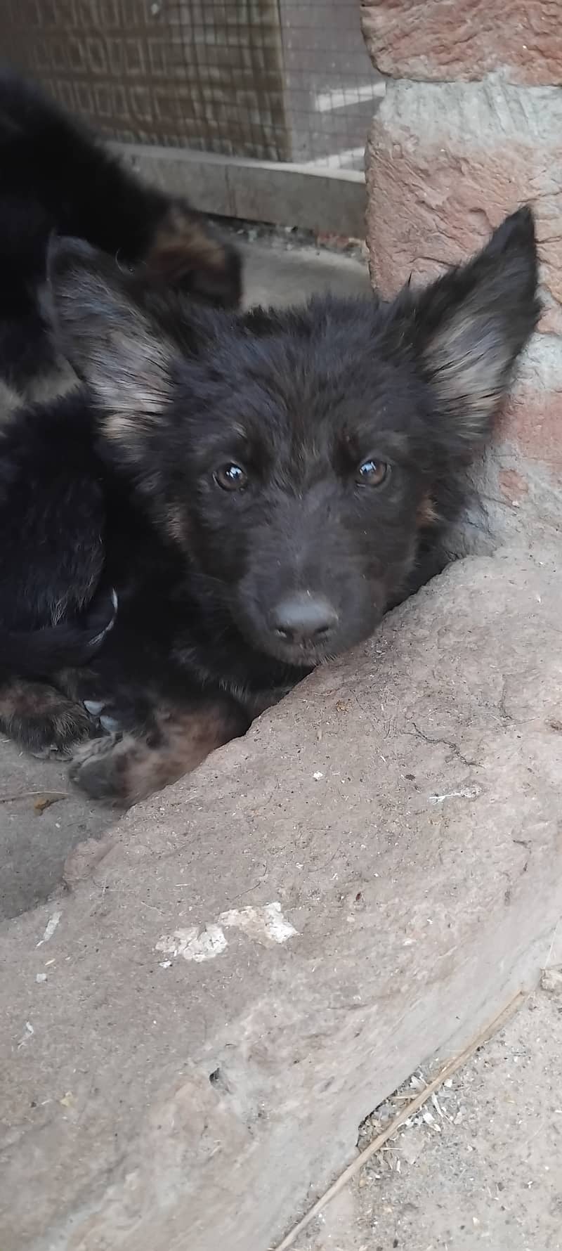 Hot deal. . . . German shephard puppies 70 days old 12