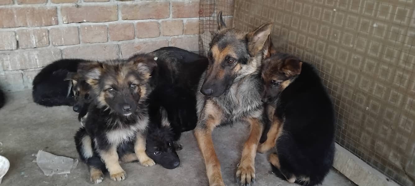 Hot deal. . . . German shephard puppies 70 days old 13