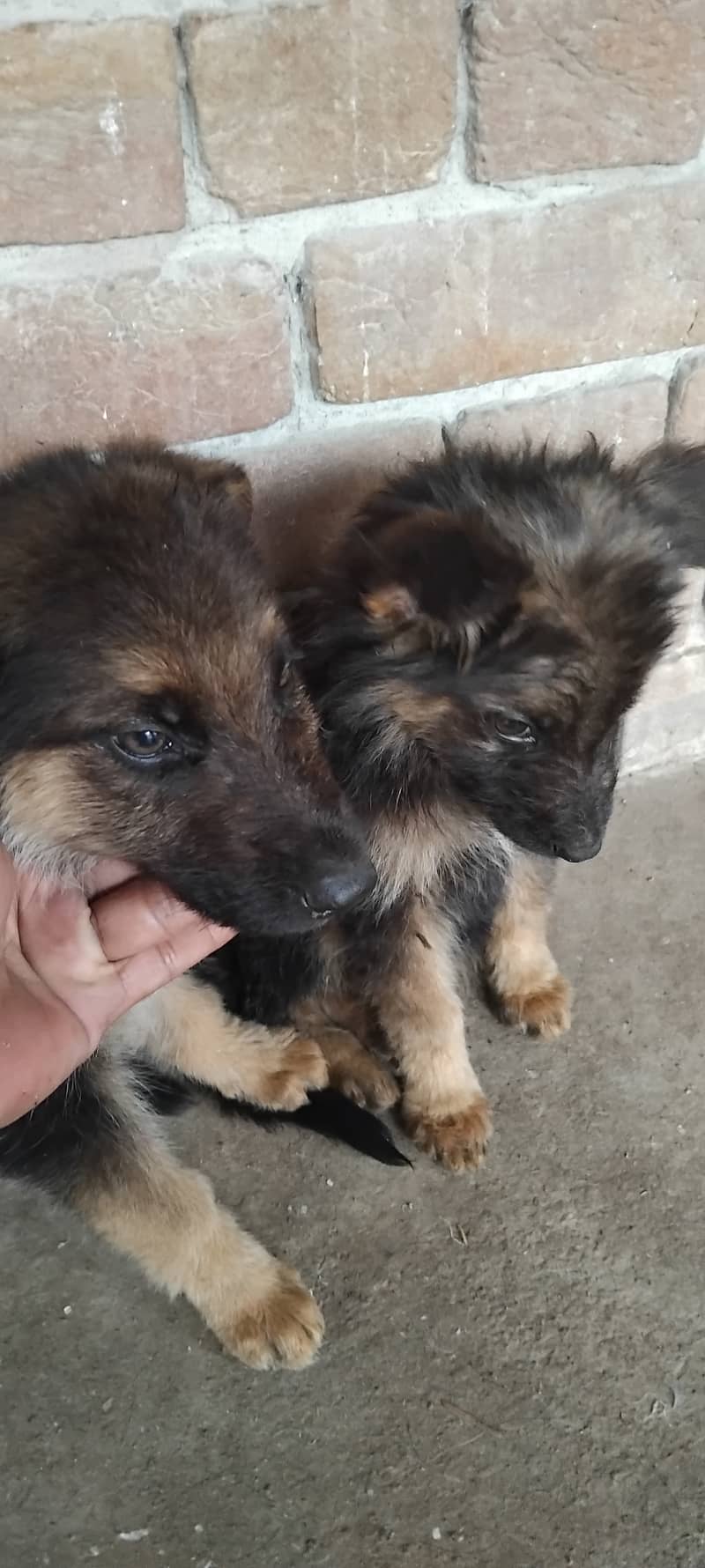 Hot deal. . . . German shephard puppies 70 days old 14