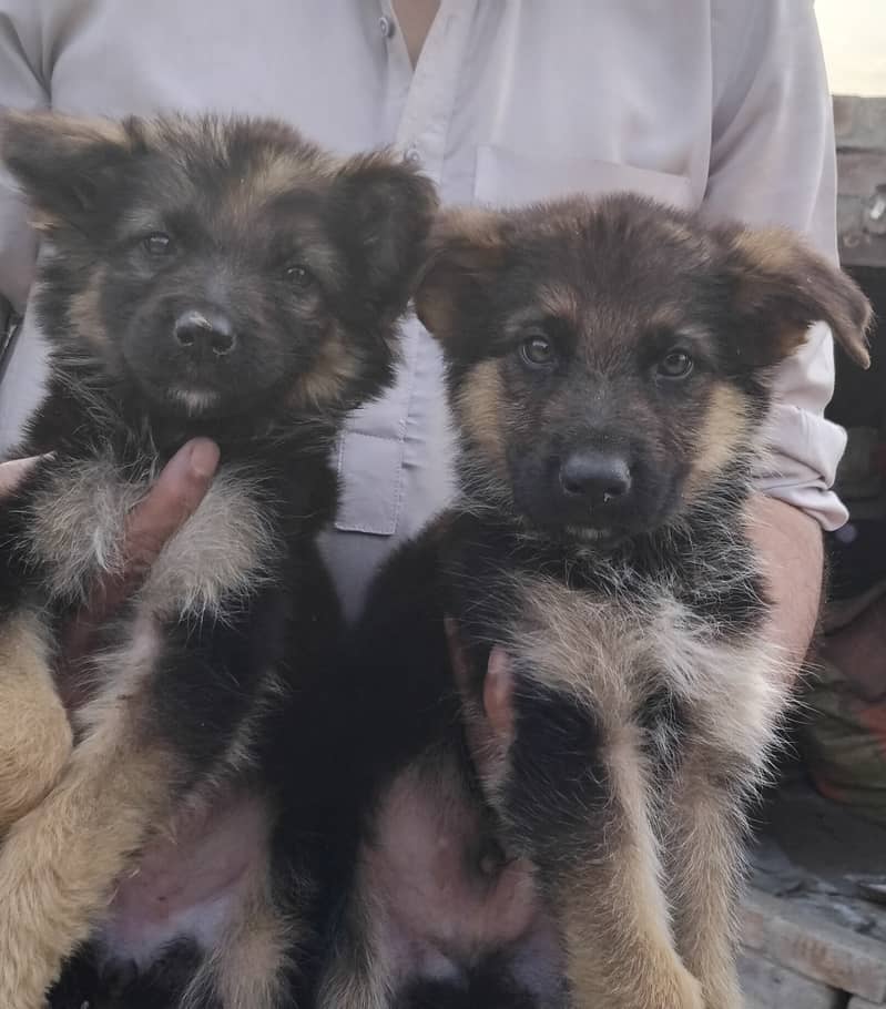 Hot deal. . . . German shephard puppies 70 days old 15