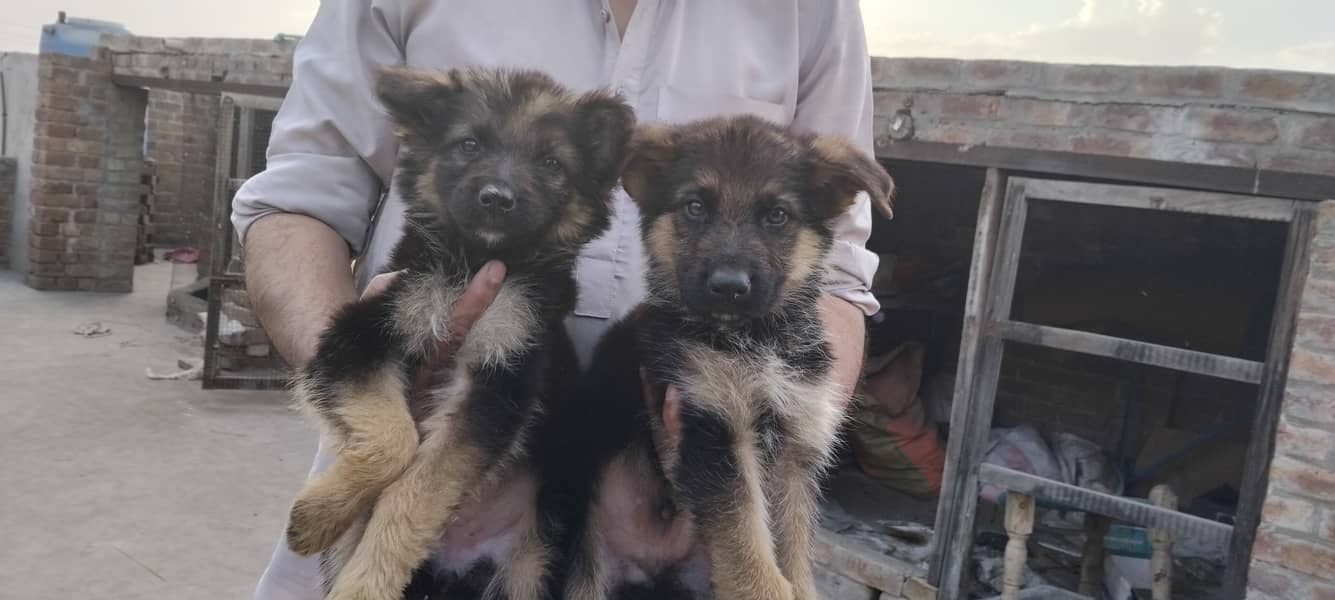Hot deal. . . . German shephard puppies 70 days old 16