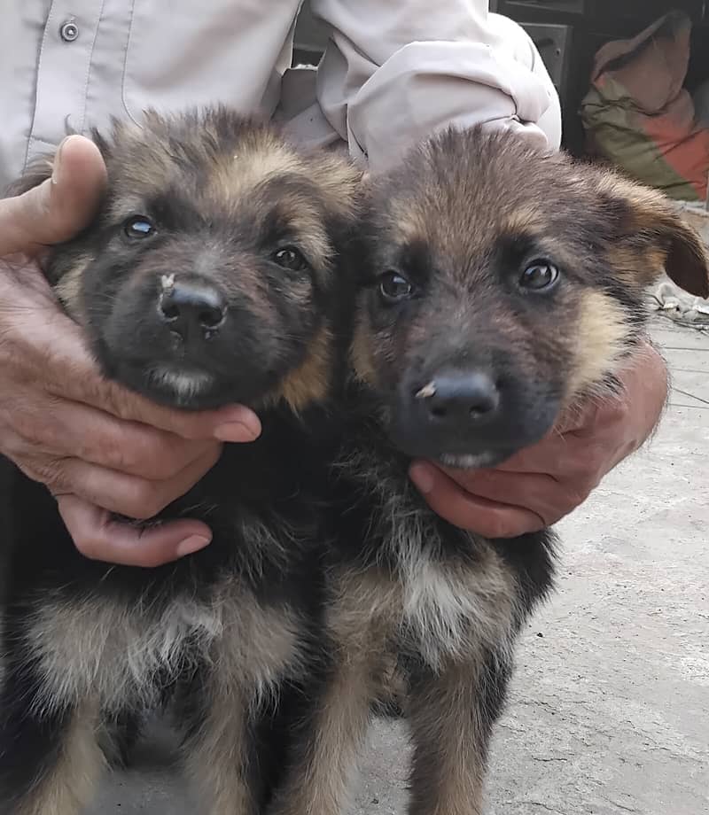 Hot deal. . . . German shephard puppies 70 days old 17