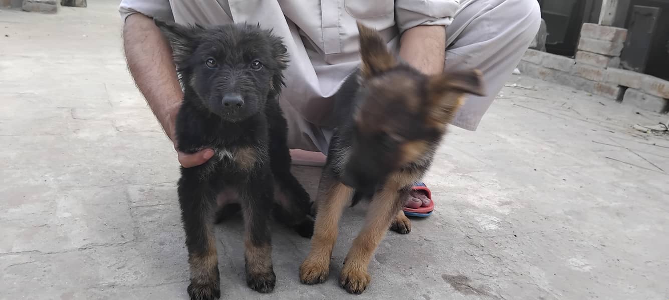 Hot deal. . . . German shephard puppies 70 days old 19